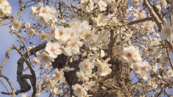 Κοντινό Πλάνο Των Ανθών Αμυγδάλου Prunus Dulcis Μια Ηλιόλουστη Μέρα — Αρχείο Βίντεο