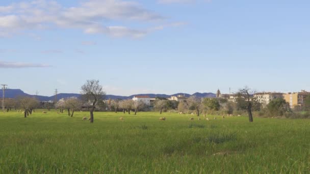 Schafe Weiden Nachmittag Auf Einem Feld Mit Grünem Gras Landesinneren — Stockvideo