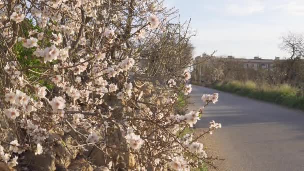 Närbild Mandel Blommor Prunus Dulcis Solig Dag Bakgrund Utan Fokus — Stockvideo