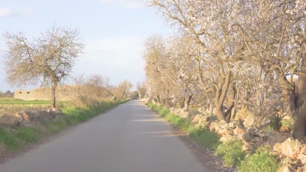Estrada Rural Cercada Por Amendoeiras Uma Manhã Ensolarada Com Homem — Vídeo de Stock