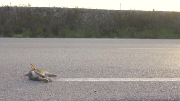 一只无法辨认的兔子的特写在一辆开动的汽车的后面 在路上被撞倒了 — 图库视频影像