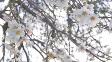 Güneşli bir günde badem çiçeklerinin (Prunus dulcis) yakın çekimi. Çiçek açan ilk çiçekler