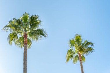 Mavi gökyüzünün arka planına karşı çok uzun iki palmiye ağacı. Tropikal arkaplan resmi