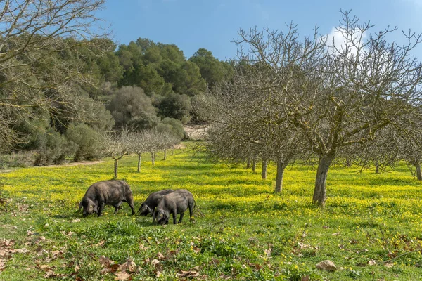 Mallorcan siyah domuzları güneşli bir kış gününde incir ağacında sarı kır çiçekleri yiyorlar. Mallorca Adası, İspanya