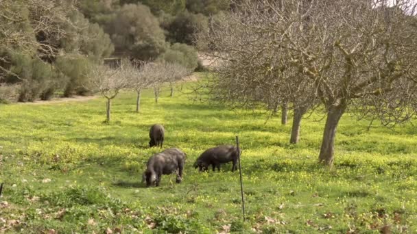 Mallorcan Siyah Domuzları Güneşli Bir Kış Gününde Incir Ağacında Sarı — Stok video