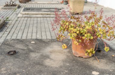 Katolik Hristiyan mezarlığında ölen birinin mezar taşının üzerindeki saksıya yakın çekim. Mallorca Adası, İspanya