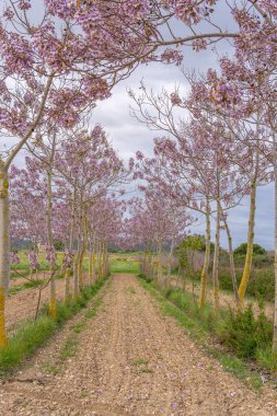 İspanya 'nın Mallorca adasının iç kesimlerinde bulutlu bir günde Paulonia İmparatorluğu' nun (Paulownia tomentosa) mor çiçekleri ile büyümesi