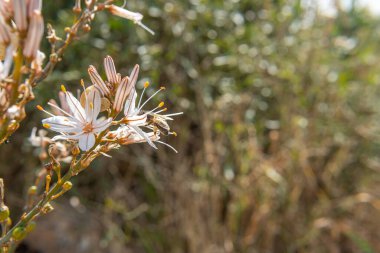 Beyaz yabani çiçeğe (Asphodelus aestivus) bir arı ile yakın plan. Arka planda yeşil yabani bitkilerle dolu.