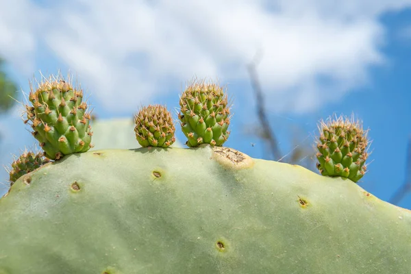 Gros Plan Cactus Poires Épineuses Opuntia Ficus Indica Printemps Montrant — Photo