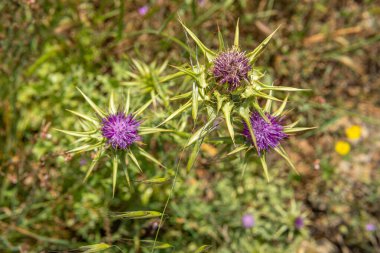 Borriqueros Thistles, Onopordum illyricum 'a yakın çekim, İspanya' nın Mallorca adasında bir bahar sabahı çiçekler