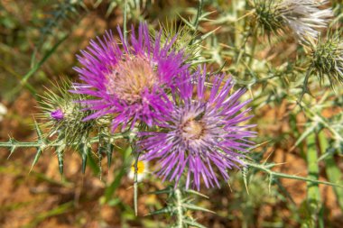 Borriqueros Thistles, Onopordum illyricum 'a yakın çekim, İspanya' nın Mallorca adasında bir bahar sabahı çiçekler