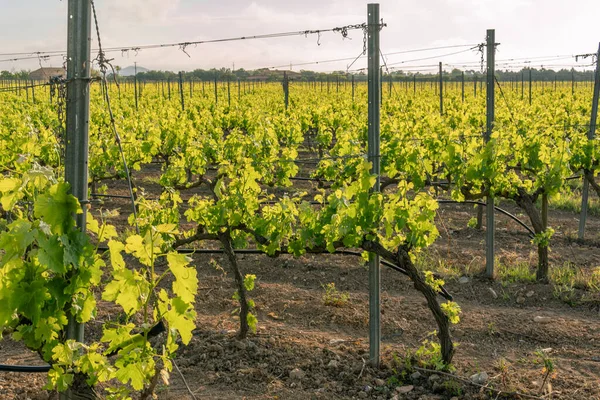 Campo Vinhas Primavera Com Primeiras Folhas Cachos Uvas Brotando Amanhecer — Fotografia de Stock