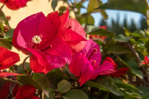 Zbliżenie Różowych Kwiatów Śródziemnomorskiej Rośliny Bougainvillea Hiszpania — Zdjęcie stockowe