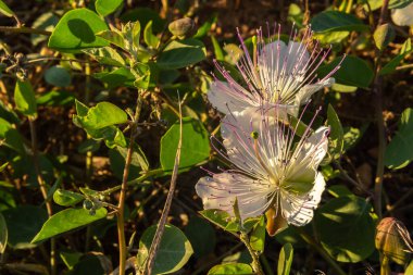 Caper bitkisinin çiçeğine yakın plan, CapParis spinosa, gün batımında. Mallorca Adası, İspanya