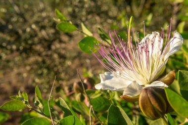 Caper bitkisinin çiçeğine yakın plan, CapParis spinosa, gün batımında. Mallorca Adası, İspanya