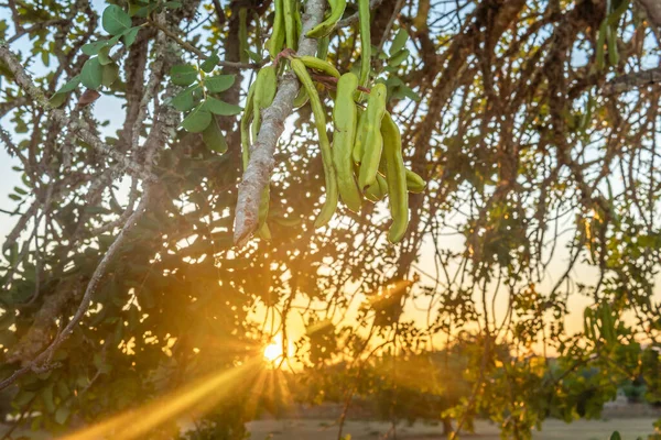 Close Carobs Verdes Ceratonia Siliqua Pôr Sol Dia Verão Ilha — Fotografia de Stock