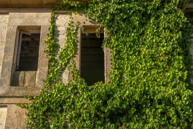 Sarmaşık bitkisinin yakın çekimi, Hedera helix, şafak vakti kırsal bir taş cephesinde. Mallorca Adası, İspanya