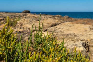 Akdeniz rezene tesisi Crithum maritimum 'a yakın plan, arka planda odaklanamadığı için Akdeniz...