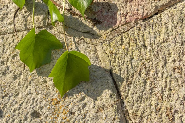 Close Dari Tanaman Ivy Hedera Helix Pada Fasad Batu Pedesaan — Stok Foto