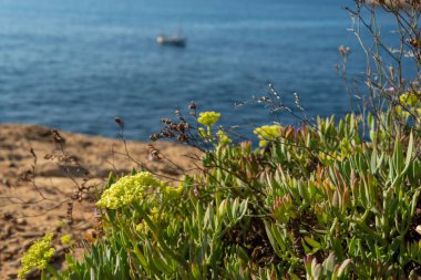 Akdeniz deniz rezene tesisi Crithmum maritimum 'a yakın plan, sarı çiçekli ve arka planda Mallorca adasından bir balıkçı teknesiyle Akdeniz.