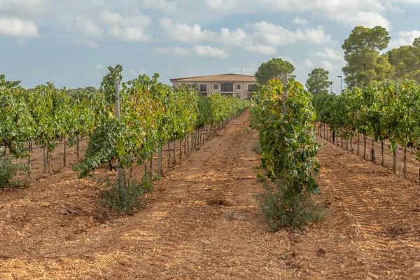 Llucamjor Spain September 2021 General View Rei Winery Located Interior — Stock Photo, Image