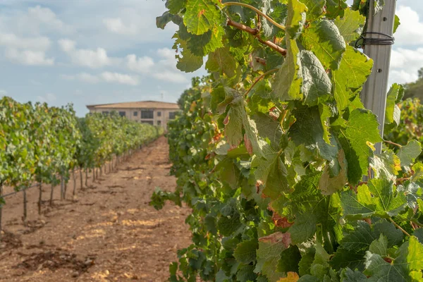 Llucmajor Spanien September 2021 Allmän Bild Rei Vingård Belägen Det — Stockfoto