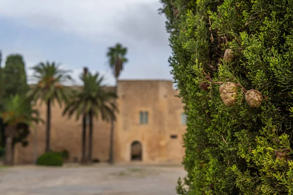 Close Cipreste Fundo Fora Foco Fachada Principal Museu História Manacor — Fotografia de Stock