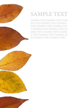 Resim üzerinde w izole sol kenarına oluşan sonbahar yaprakları