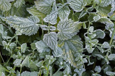 Soğuk sonbahar sabahında don kaplı ısırgan otu yaprakları yakın.