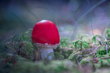Yosunlu ormanlarda yetişen kızıl sineksi mantar. Yaklaş.