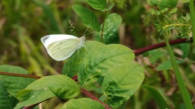 Beyaz lahana kelebeği yeşil yaprak üzerinde dinleniyor yaz çayırında