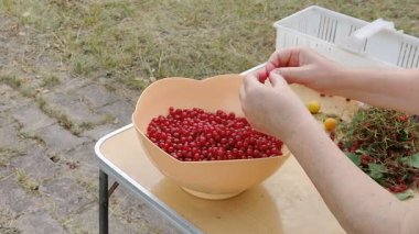 Taze kırmızı üzümler dışarıda elle temizleniyor..