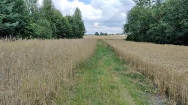 Narrow green path running through golden grain fields.