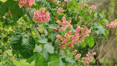 Pembe bahar çiçekleriyle kırmızı at kestanesi ağacı.