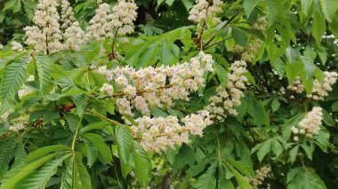Beyaz bahar çiçekleri ve yeşil yapraklı at kestanesi ağacı.