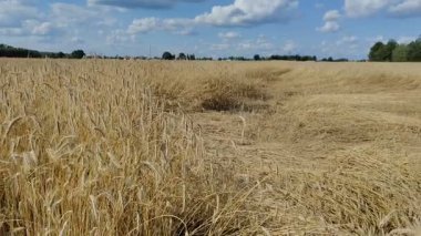 Yazın fırtınadan sonra düzleştirilmiş altın tahıl tarlası