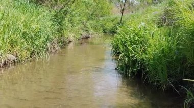 Yaz manzarasında yemyeşil çimlerin arasından akan sakin bir dere.