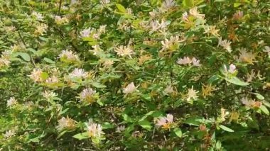 Hanımeli, narin pembe ve beyaz çiçeklerle kaplı bir çalılık..