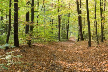 Taze yeşil yaprakları ve yapraklı yolu olan güneşli bahar ormanı..