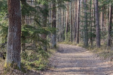 Orman toprak yolu, sık çam ağaçlarının arasından geçiyor..