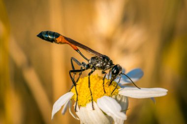 Ichneumon eşekarısı beyaz papatya çiçeğiyle besleniyor, makro yakın plan uzun anten ve sıcak altın bokeh arka plan.