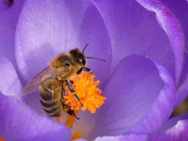Mor kır çiçeğinin içindeki bal arısı, polen tozu ve yumuşak bahar arkaplanı bokeh ile makro yakın plan..