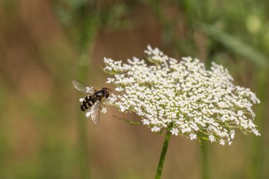 Beyaz kır çiçeğinin üzerine uçan sinekler iniyor. Makro yakın plan, yumuşak doğal bokeh arka plan ve kopyalama alanı..