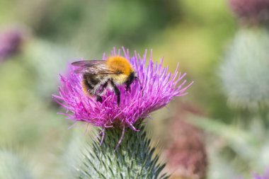 Bumblebee mor devedikeni çiçeğiyle besleniyor, makro yakın plan yumuşak yeşil bokeh arka plan ve doğal yaz ışığı.