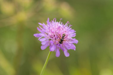 Morumsu çiçekte küçük çizgili eşekarısı, makro yakın plan yumuşak yeşil bokeh arkaplan ve boşluk kopyala.