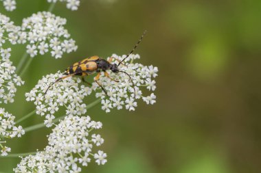Beyaz umbel çiçekleri üzerinde benekli uzun boynuzlu böcek, yumuşak yeşil bokeh arkaplanlı makro yakın plan ve boşluk kopyala.
