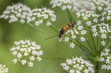 Beyaz umbel çiçekleri üzerinde benekli uzun boynuzlu böcek, yumuşak yeşil bokeh arkaplanlı makro yakın plan ve boşluk kopyala.
