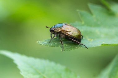 Yeşil yaprak üzerinde dinlenen bahçe böceği, yumuşak doğal bokeh arka planına ve sığ alan derinliğine sahip makro yakın plan.