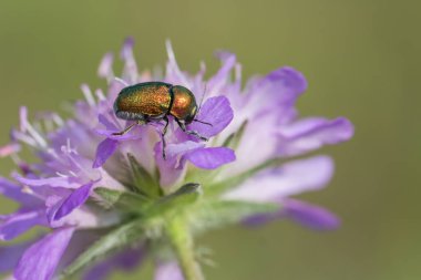 Mor kır çiçeğinin üzerindeki metal yaprak böceği, yanardöner yeşil bronz gövdesi ve yumuşak doğal bokeh arkaplanı olan makro yakın plan..