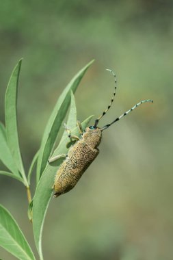 Yeşil yaprakların üzerinde dinlenen bant antenli uzun boynuzlu böcek benekli gövdesi ve yumuşak doğal bokeh arkaplanı olan makro yakın plan.